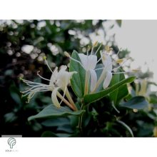 Örökzöld japán lonc virágzásban