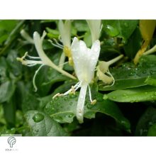 Örökzöld japán lonc virágzásban