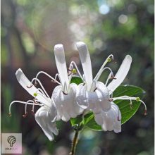 Örökzöld japán lonc virágzásban