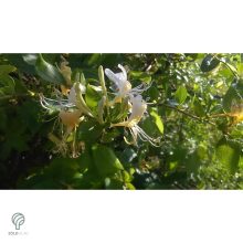 Örökzöld japán lonc virágzásban