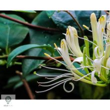 Örökzöld japán lonc virágzásban