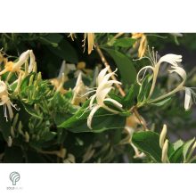 Örökzöld japán lonc virágzásban