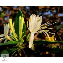 Örökzöld japán lonc virágzásban