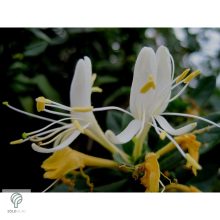 Örökzöld japán lonc virágzásban