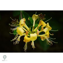 Örökzöld japán lonc virágzásban