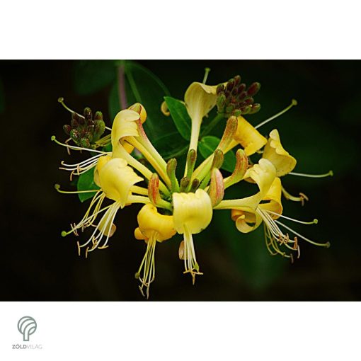 Örökzöld japán lonc virágzásban