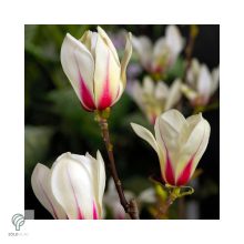 Törpe magnólia virágok