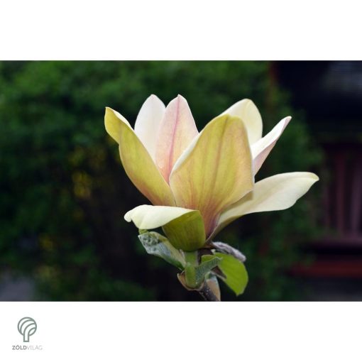 Törpe magnólia virágok