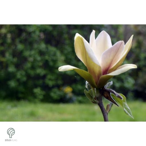 Törpe magnólia virágok