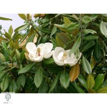 Edit Bague örökzöld liliomfa virágok, lomb