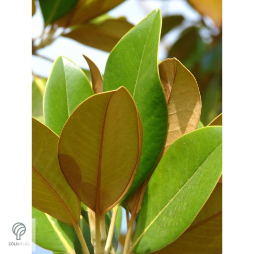 Edit Bague örökzöld liliomfa virágok, lomb