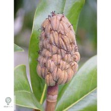 Edit Bague örökzöld liliomfa virágok, lomb