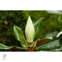 Edit Bague örökzöld liliomfa virágok, lomb