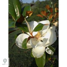 Edit Bague örökzöld liliomfa virágok, lomb