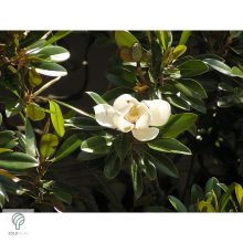 Edit Bague örökzöld liliomfa virágok, lomb