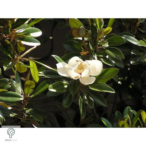 Edit Bague örökzöld liliomfa virágok, lomb