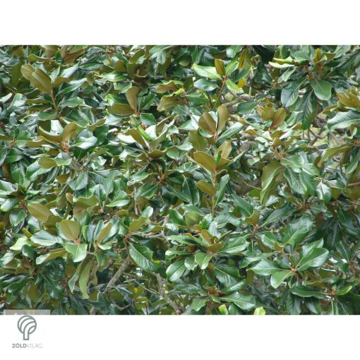 Edit Bague örökzöld liliomfa virágok, lomb