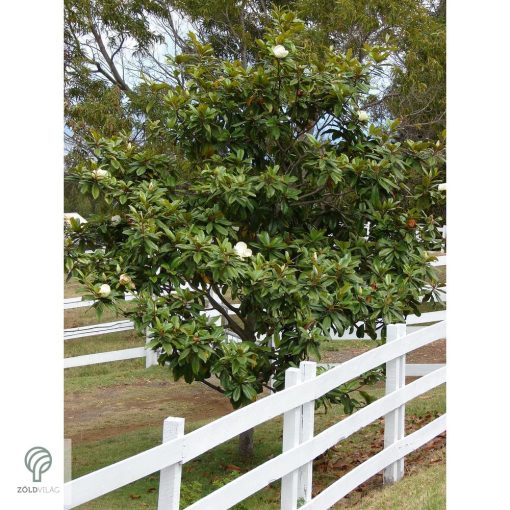 Edit Bague örökzöld liliomfa virágok, lomb