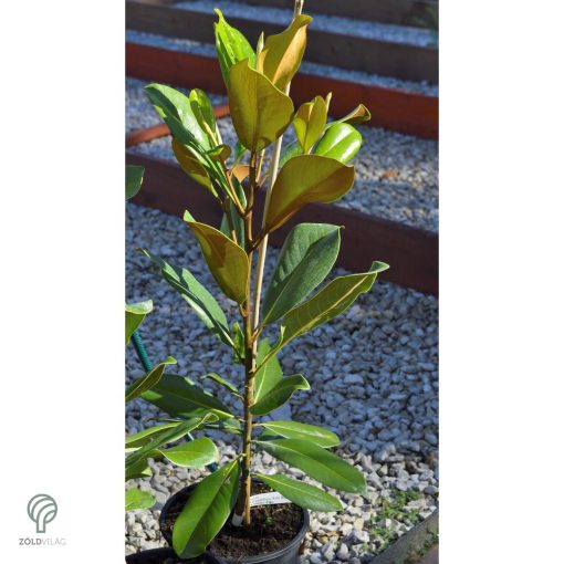 Edit Bague örökzöld liliomfa virágok, lomb