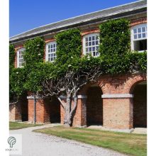 Edit Bague örökzöld liliomfa virágok, lomb