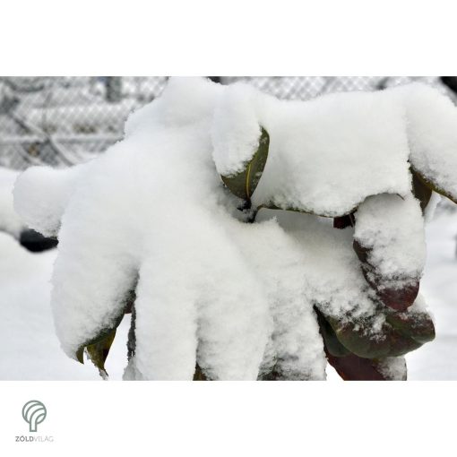 Galissoniere örökzöld liliomfa virág