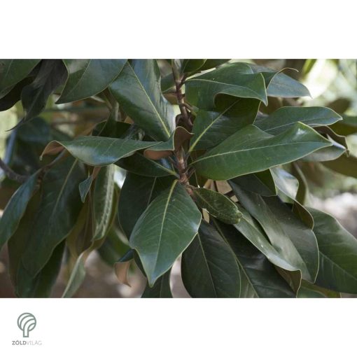 Galissoniere örökzöld liliomfa virág