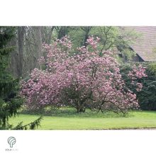 Susan liliomfa cserjetermet habitus