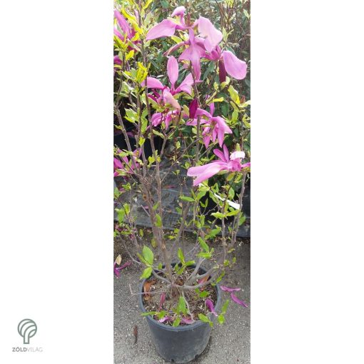 Susan liliomfa cserjetermet habitus