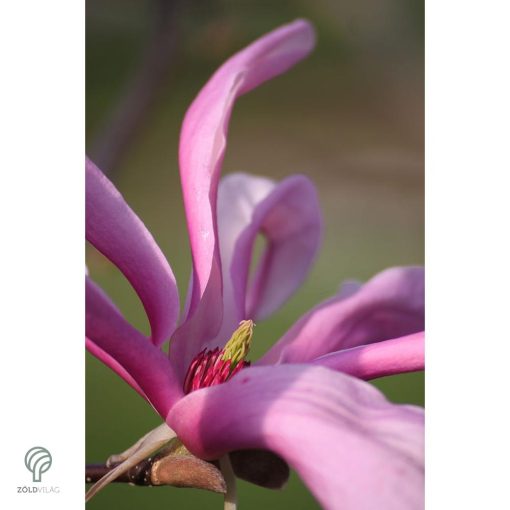 Susan liliomfa cserjetermet habitus