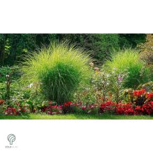 Kínai virágosnád kiültetve, növényágyásban