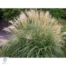 Kínai virágosnád kiültetve, növényágyásban