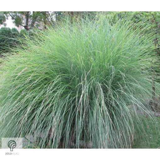 Kínai virágosnád kiültetve, növényágyásban