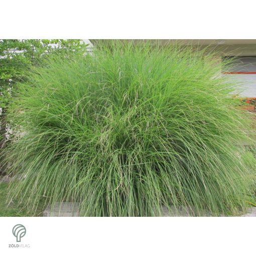 Kínai virágosnád kiültetve, növényágyásban