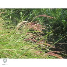 Kínai virágosnád kiültetve, növényágyásban