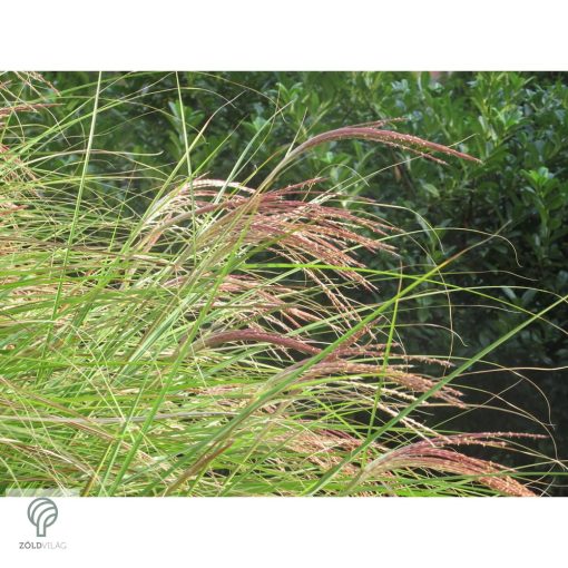 Kínai virágosnád kiültetve, növényágyásban