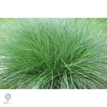 Kínai virágosnád kiültetve, növényágyásban