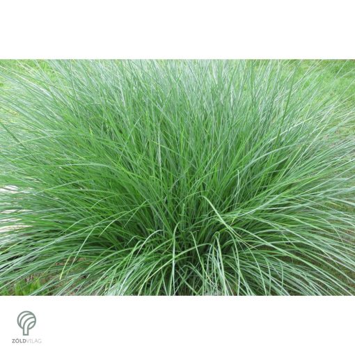 Kínai virágosnád kiültetve, növényágyásban