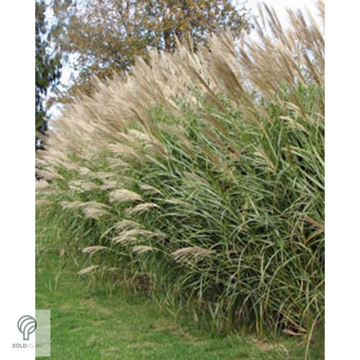 Kínai virágosnád kiültetve, növényágyásban