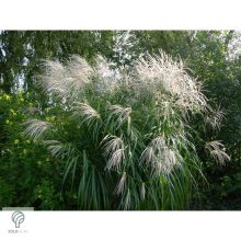 Kínai virágosnád kiültetve, növényágyásban