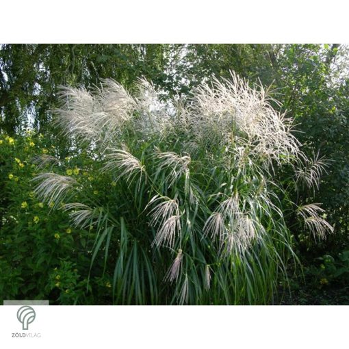 Kínai virágosnád kiültetve, növényágyásban