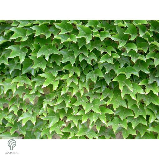 Repkény vadszőlő nyári lombozata