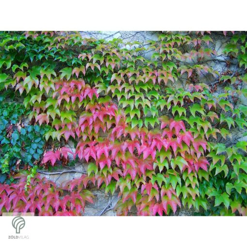 Repkény vadszőlő nyári lombozata