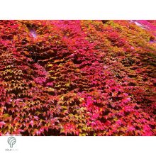 Repkény vadszőlő nyári lombozata