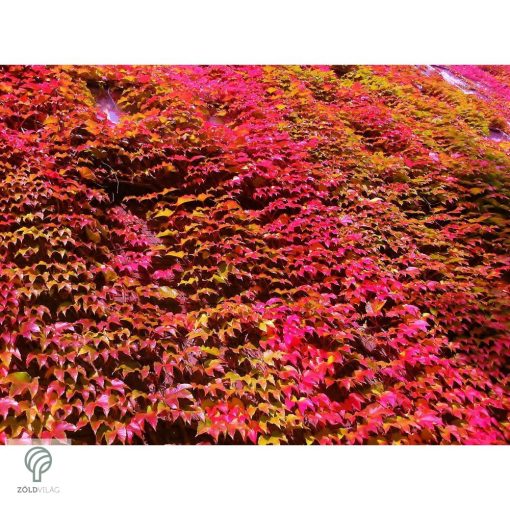 Repkény vadszőlő nyári lombozata