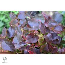 Repkény vadszőlő nyári lombozata