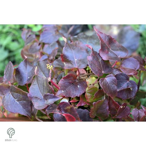 Repkény vadszőlő nyári lombozata