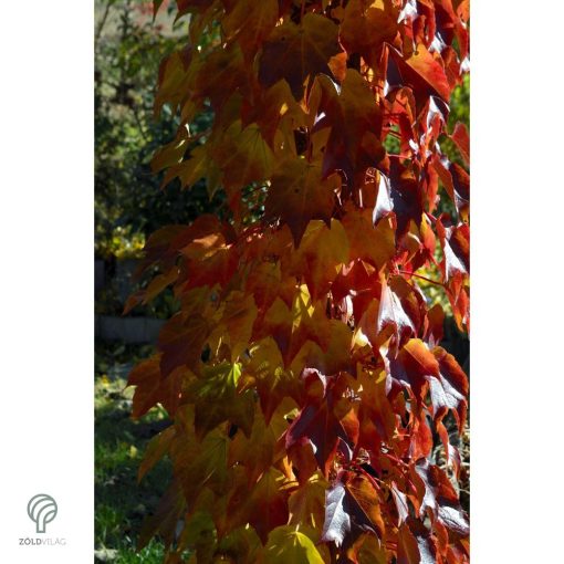 Repkény vadszőlő nyári lombozata