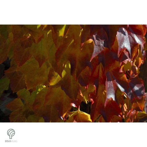 Repkény vadszőlő nyári lombozata