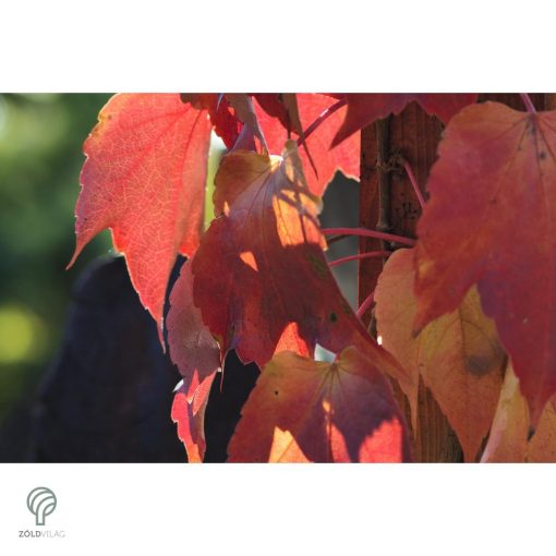 Repkény vadszőlő nyári lombozata