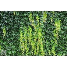 Repkény vadszőlő nyári lombozata